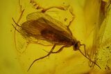 Detailed Fossil Caddisfly (Trichoptera) In Baltic Amber #173656-2